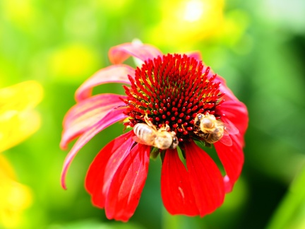 Kapias Goczałkowice 