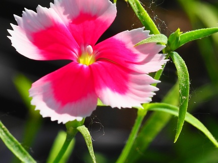Bac à fleurs 
