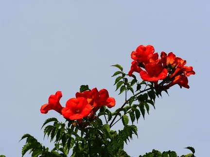 Belles fleurs d'été