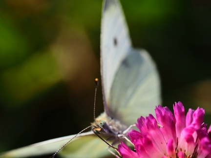 Papillon sur fleur