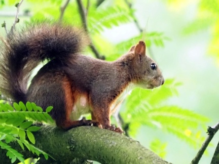 Ecureuil Parc Zywiec Pologne